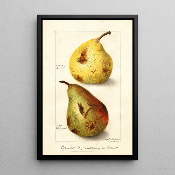 Reproductie van het schilderij Pyrus communis - Amanda Almira Newton