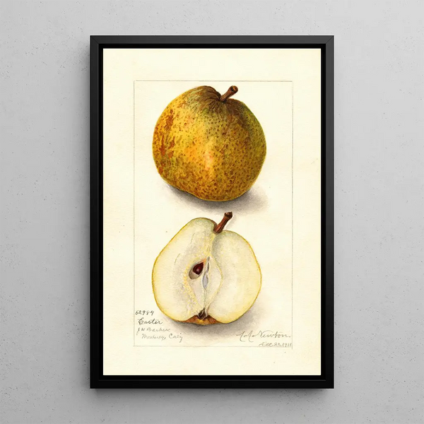 Reproductie van het schilderij Pyrus communis Easter - Amanda Almira Newton