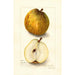 Reproductie van het schilderij Pyrus communis Easter - Amanda Almira Newton