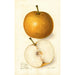 Pyrus communis Japan Golden Russet - Amanda Almira Newton — weergave van het kunstwerk