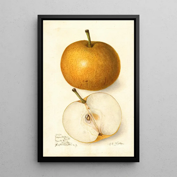 Pyrus communis Japan Golden Russet - Amanda Almira Newton — ingelijst kunstwerk aan de muur