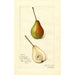 Pyrus communis Rostiezer - Amanda Almira Newton — weergave van het kunstwerk