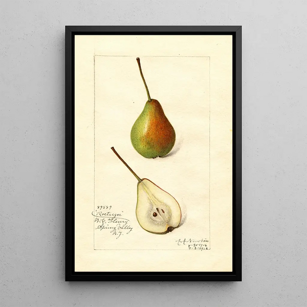 Pyrus communis Rostiezer - Amanda Almira Newton — ingelijst kunstwerk aan de muur