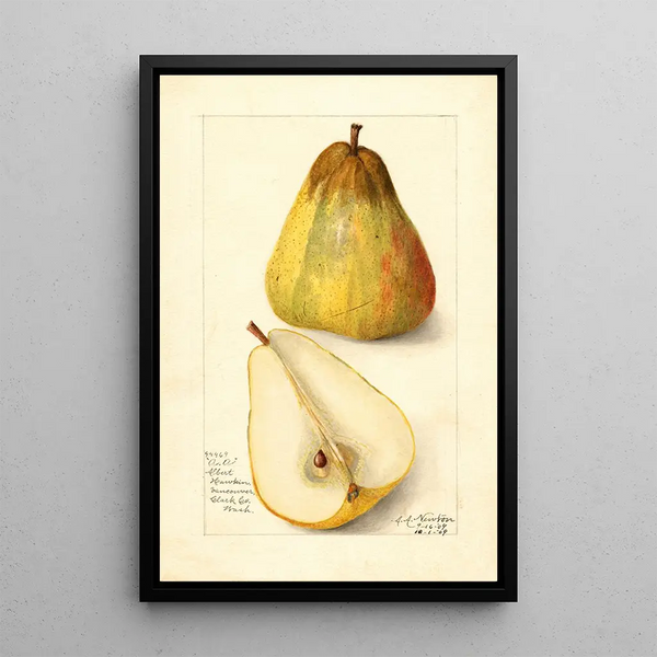 Reproductie van het schilderij Pyrus communis Souvenir du Congrès - Amanda Almira Newton