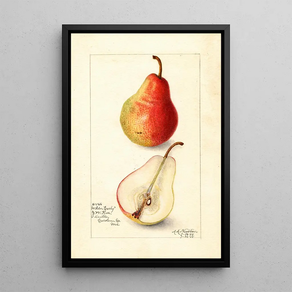 Reproductie van het schilderij Pyrus communis Wilder Early - Amanda Almira Newton
