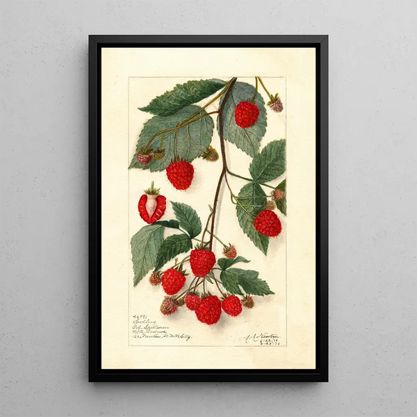 Rubus - Amanda Almira Newton — ingelijst kunstwerk aan de muur