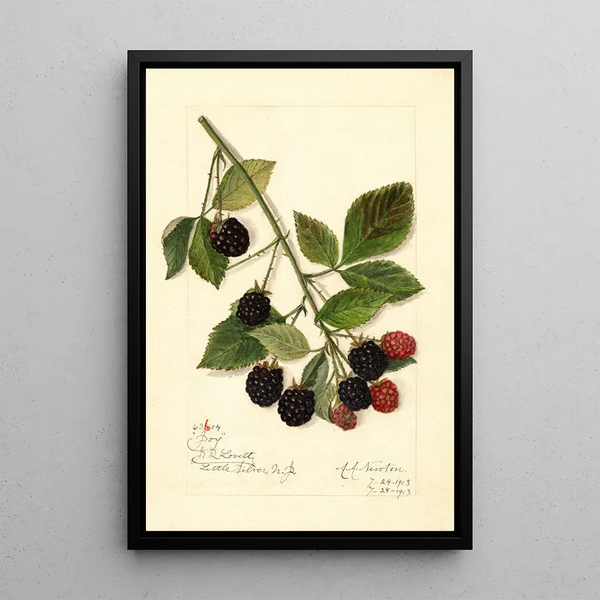 Rubus Joy - Amanda Almira Newton — ingelijst kunstwerk aan de muur