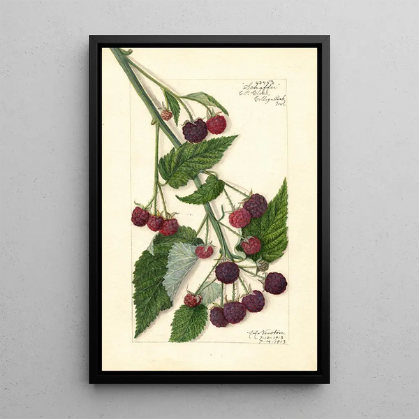 Rubus Schaffer - Amanda Almira Newton — ingelijst kunstwerk aan de muur