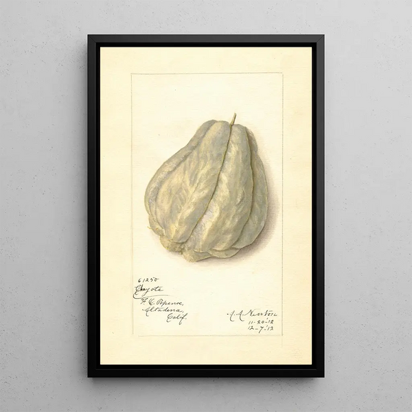 Reproductie van het schilderij Sechium edule - Amanda Almira Newton