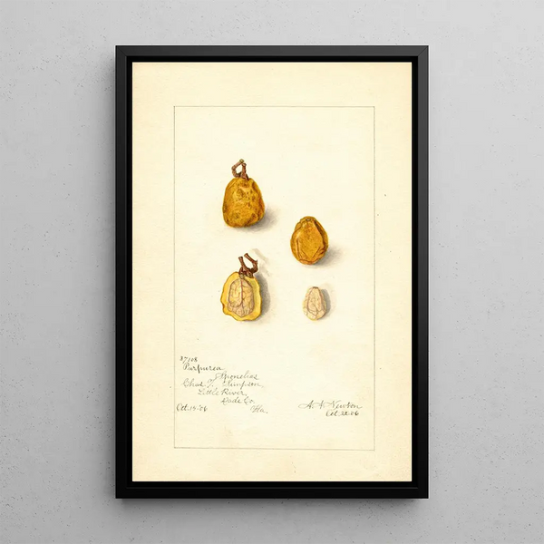 Spondias purpurea Spondias purpurea - Amanda Almira Newton — ingelijst kunstwerk aan de muur