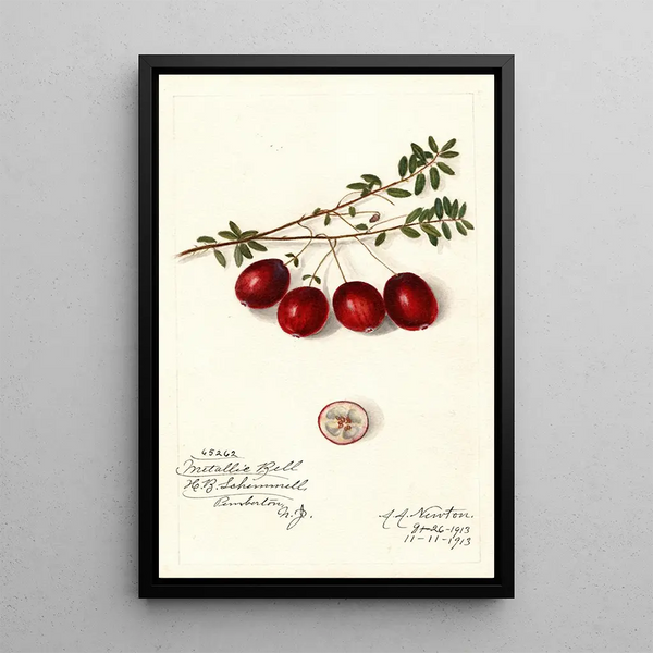 Vaccinium macrocarpon Metallic Bell - Amanda Almira Newton | Schilderij — ingelijst kunstwerk aan de muur