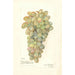 Vitis - Amanda Almira Newton — weergave van het kunstwerk