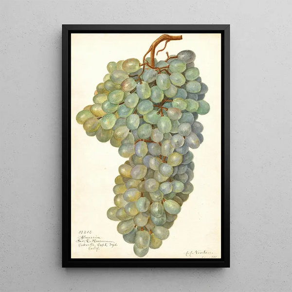 Reproductie van het schilderij Vitis Almeria - Amanda Almira Newton