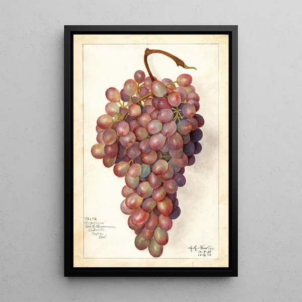 Vitis Angelina - Amanda Almira Newton — ingelijst kunstwerk aan de muur