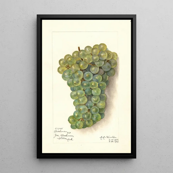 Reproductie van het schilderij Vitis Backman - Amanda Almira Newton