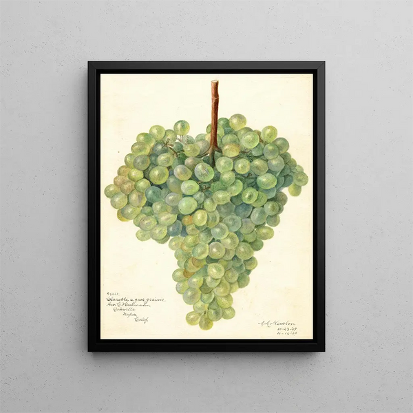 Vitis Clarette à Gros Grains - Amanda Almira Newton — framed artwork on a wall