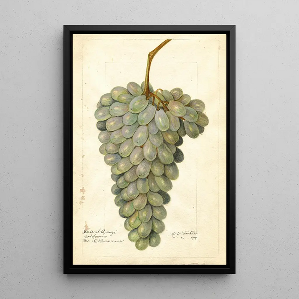 Reproductie van het schilderij Vitis Deis El Aunze - Amanda Almira Newton