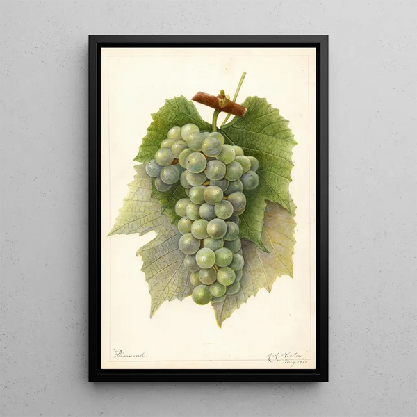 Reproductie van het schilderij Vitis Diamond - Amanda Almira Newton