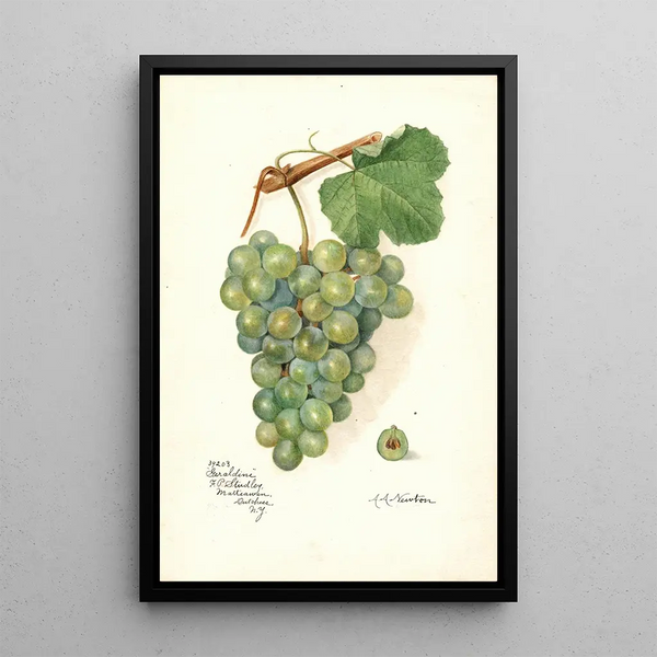 Reproductie van het schilderij Vitis Geraldine - Amanda Almira Newton