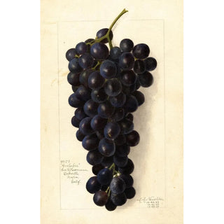 Amanda Almira Newton - Vitis Goolabie.webp