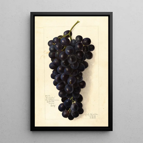 Vitis Goolabie - Amanda Almira Newton — ingelijst kunstwerk aan de muur