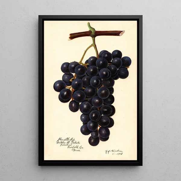 Reproductie van het schilderij Vitis King Philip - Amanda Almira Newton
