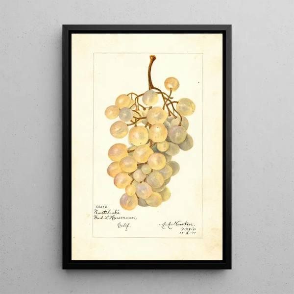 Vitis Kurtelaska - Amanda Almira Newton — ingelijst kunstwerk aan de muur