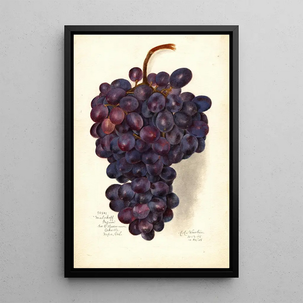 Reproductie van het schilderij Vitis Malakoff Isjum - Amanda Almira Newton