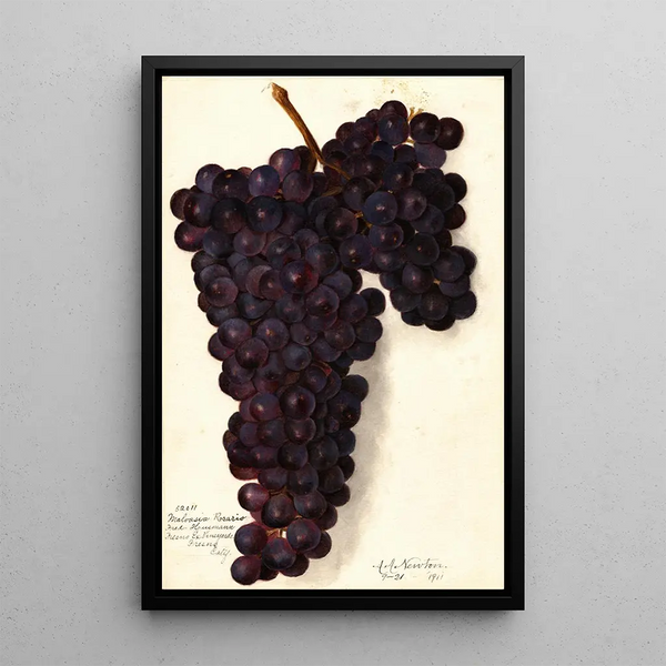 Vitis Malvasia Rosario - Amanda Almira Newton — ingelijst kunstwerk aan de muur