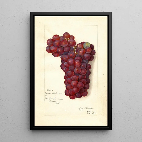 Reproductie van het schilderij Vitis Mammoth Delaware - Amanda Almira Newton
