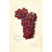 Reproductie van het schilderij Vitis Mammoth Delaware - Amanda Almira Newton