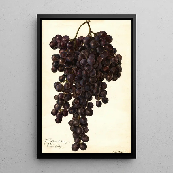 Reproductie van het schilderij Vitis Muscat Noir de Hongrie - Amanda Almira Newton