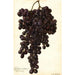 Reproductie van het schilderij Vitis Muscat Noir de Hongrie - Amanda Almira Newton