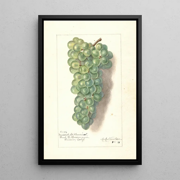 Reproductie van het schilderij Vitis Muscat St - Amanda Almira Newton