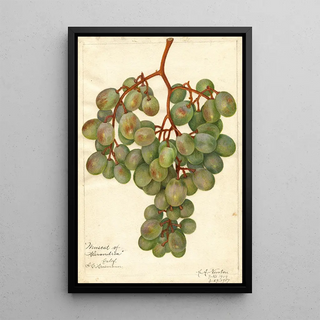Amanda Almira Newton - Vitis Muscat of Alexandria.webp