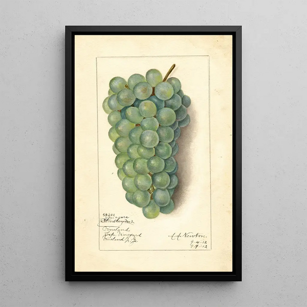 Vitis Niagara - Amanda Almira Newton — ingelijst kunstwerk aan de muur