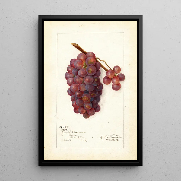 Vitis No - Amanda Almira Newton — ingelijst kunstwerk aan de muur