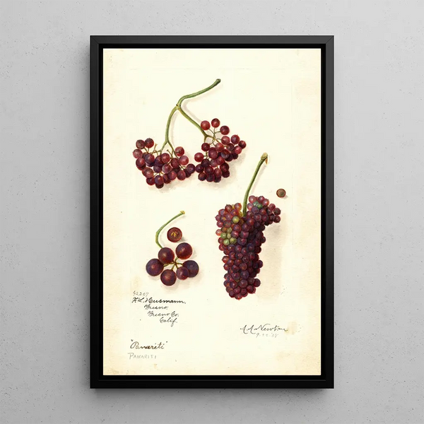 Vitis Panariti - Amanda Almira Newton — ingelijst kunstwerk aan de muur