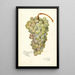 Vitis Scheradzouli Blanc - Amanda Almira Newton — ingelijst kunstwerk aan de muur
