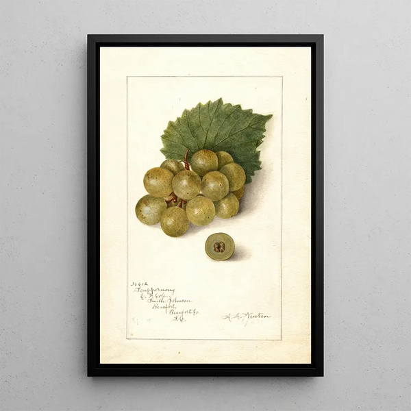 Vitis Scuppernong - Amanda Almira Newton — ingelijst kunstwerk aan de muur
