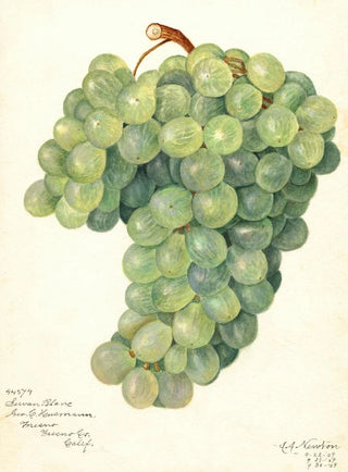 Amanda Almira Newton - Vitis Servan Blanc.webp