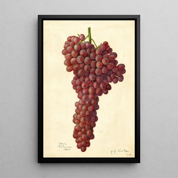Reproductie van het schilderij Vitis Sultanina Rosea - Amanda Almira Newton
