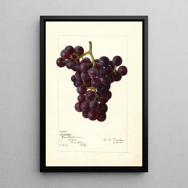 Reproductie van het schilderij Vitis Sunrise - Amanda Almira Newton