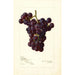 Reproductie van het schilderij Vitis Sunrise - Amanda Almira Newton