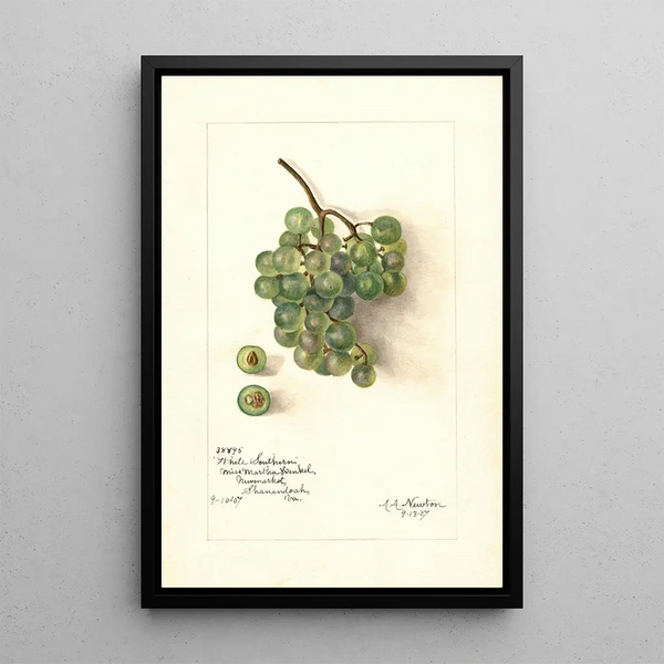 Reproductie van het schilderij Vitis White Southern - Amanda Almira Newton
