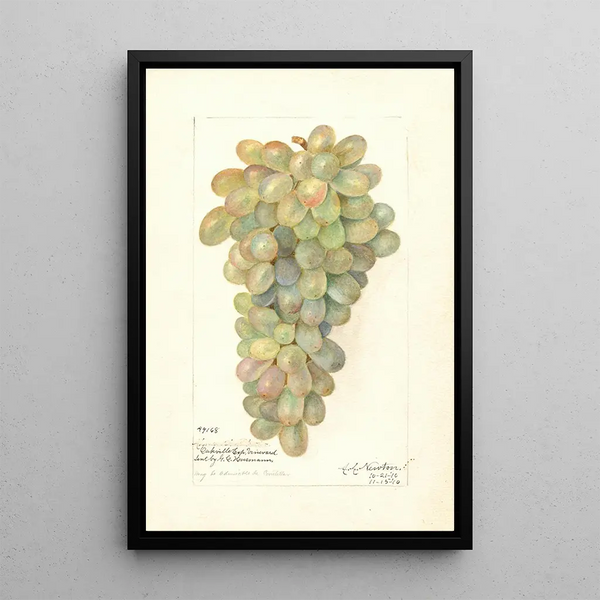 Vitis - Amanda Almira Newton — ingelijst kunstwerk aan de muur