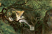 Binnenbos met waterval - André Giroux — weergave van het kunstwerk