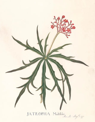 Ann Lee - Jatropha Multifidis.webp