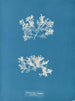 Achnanthes longipes parasiet - Anna Atkins — weergave van het kunstwerk