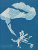 Alaria esculenta - Anna Atkins — weergave van het kunstwerk